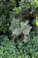 Berkheya bipinnatifida