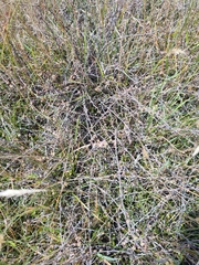 Muehlenbeckia ephedroides