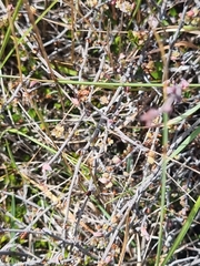 Muehlenbeckia ephedroides