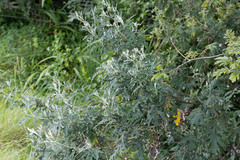 Berkheya bipinnatifida