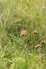 Berkheya speciosa