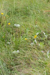 Berkheya speciosa
