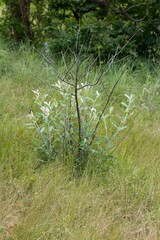 Brachylaena discolor