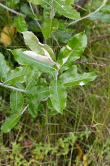 Brachylaena discolor