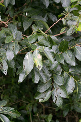 Bridelia micrantha