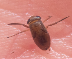 Corixidae