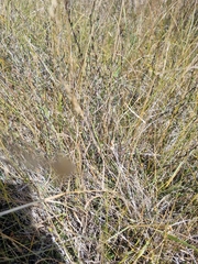 Muehlenbeckia ephedroides