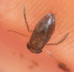Corixidae