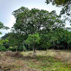 Cassipourea gummiflua