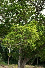 Cassipourea gummiflua