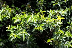 Cassipourea gummiflua