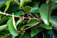 Cassipourea gummiflua