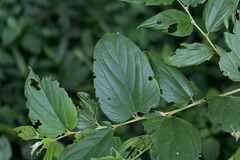 Celtis gomphophylla
