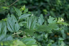 Celtis gomphophylla