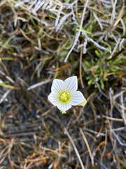 Gentianella bellidifolia