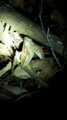 Abantiades labyrinthicus