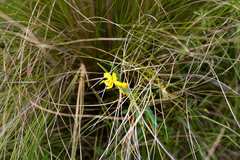 Chamaecrista mimosoides