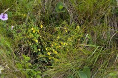 Chamaecrista mimosoides