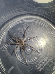 Portacosa cinerea