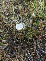 Gentianella bellidifolia
