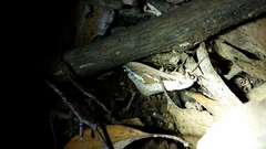 Abantiades labyrinthicus