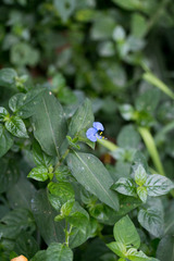 Commelina eckloniana
