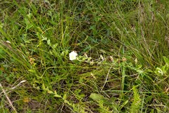 Convolvulus natalensis