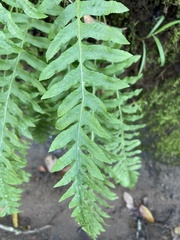 Polypodium calirhiza