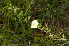 Convolvulus natalensis
