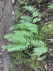 Polypodium calirhiza