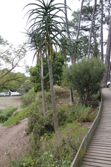 Aloidendron barberae