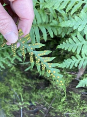 Polypodium calirhiza