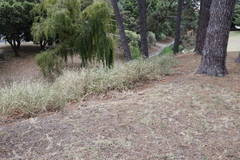 Salix babylonica babylonica