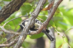 Machlolophus aplonotus