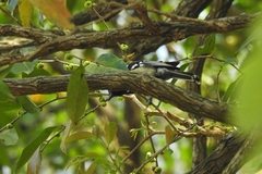 Machlolophus aplonotus