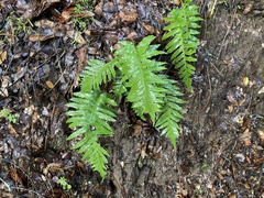 Polypodium calirhiza