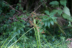 Cyperus solidus