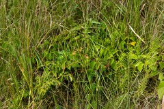 Cyphostemma natalitium