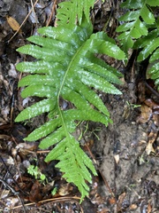 Polypodium calirhiza