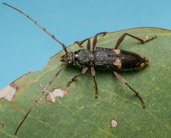 Phoracantha punctata