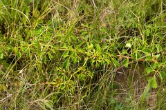 Cyphostemma natalitium