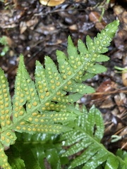 Polypodium calirhiza