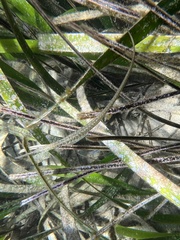 Stigmatopora nigra