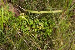 Cyphostemma natalitium