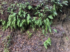 Polypodium calirhiza