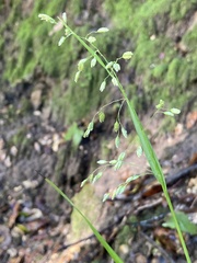 Anthoxanthum occidentale