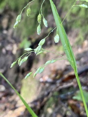 Anthoxanthum occidentale