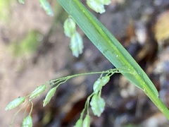 Anthoxanthum occidentale