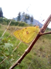 Colias hyale