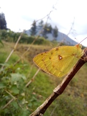 Colias hyale
